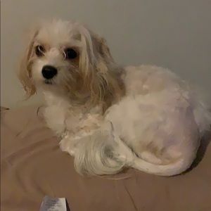 Meet your Posher, Grace